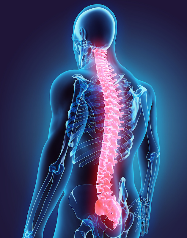 spinal cord stimulator; 3D illustration of Spine - Part of Human Organic.